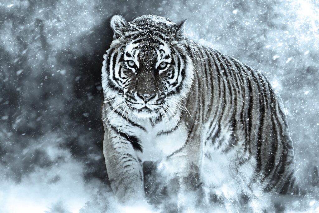 amur tiger, tiger, snow-6239027.jpg