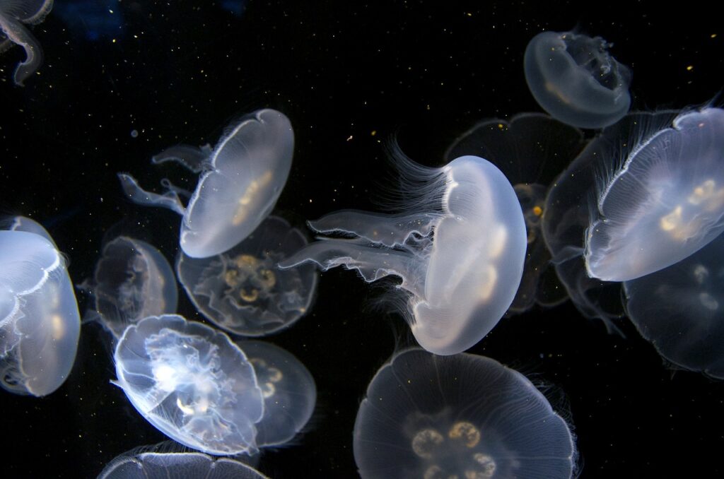 jellyfish, aquarium, underwater-275576.jpg